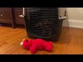 Tickle Me Elmo German Shepard 3