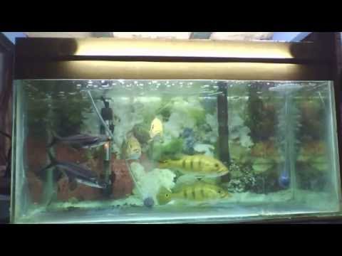 Sharing Seputar Ikan Predator Ikan Buas Part 2 Page 467 Kaskus