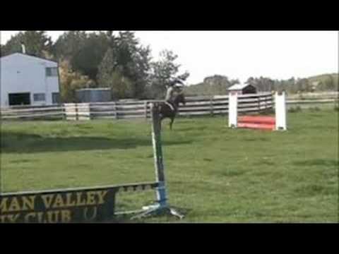 Zoragossa (Zorro) - 2004 CWHBA bay gelding, 17.0 hh