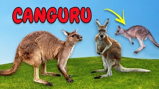 Som dos Animais  Conheça o Canguru  Som de Canguru