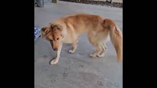 Video preview image #1 Goberian Puppy For Sale in Emmett, ID, USA