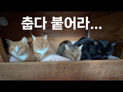 추운 겨울, 고양이들을 위한 온돌방. 겨울 생존 전략! 안 친해도 붙어서 자기