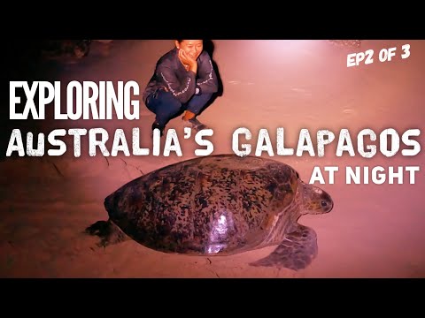 Stranded on a Remote Kimberley Island | EPIC Adventure & Wildlife Encounters | Part 2 of 3
