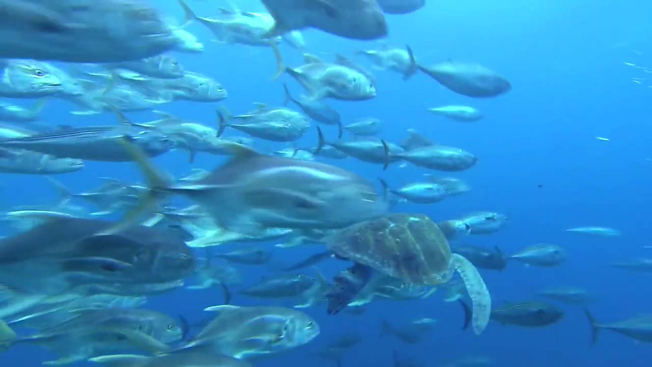 Voyage sous les Mers 3D - Bande Annonce VF