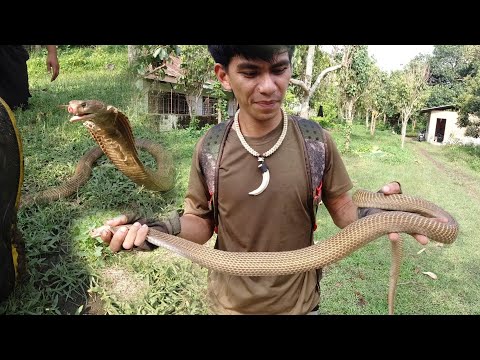 SE03EP091 - NAG LULUNONG VENOMOUS PHILIPPINE COBRA NAHULI sa BAKURAN ni PETIWAP | San Pablo City, La