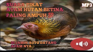 Download lagu SUARA PIKAT AYAM HUTAN BETINA PALING AMPUH 💯 COCOK UNTUK NYANGGONG ATAU PIKAT#suarapikat #ayamhutan mp3