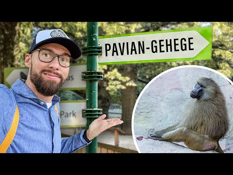 UNDERCOVER im Nürnberger Zoo - Die Wahrheit über die Pavian-Tötung | Robert Marc Lehmann