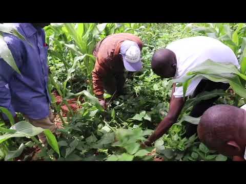 , title : 'How to double your crop yields by use of Mazao Flourish'