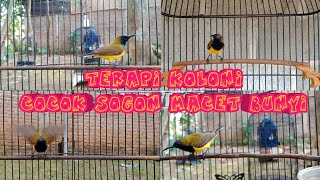 Download lagu TERAPI SOGON KOLONI MERANGSANG SOGON MACET BUNYI LANGSUNG RESPON    #sogon #sogokontong #terapisogon mp3