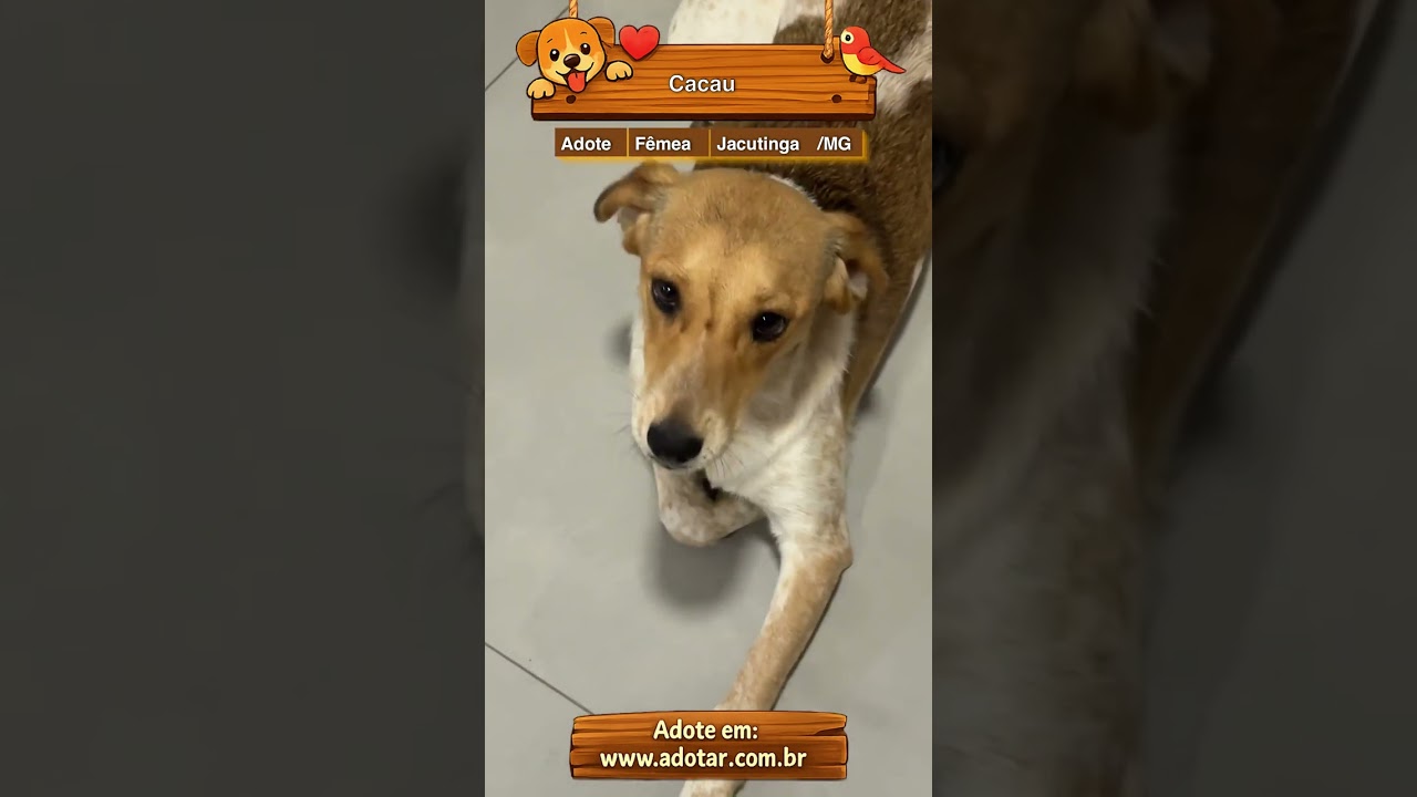Cachorro raça SRD-ViraLata idade 1 ano nome Cacau 