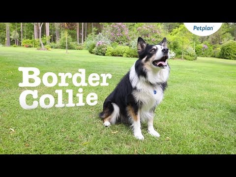 féregkészítmények collie kórhoz parazita ellen