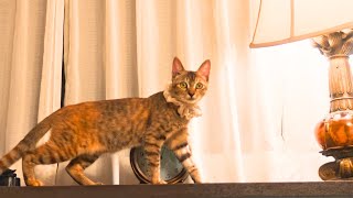 Download lagu Staying at a Japanese Cat Hotel with Japan’s No.1 Cats 😻🥇 So Healing! / Villa Katsuyama Avail mp3