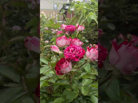 フロリバンダ ローズ 'ザンガーホイザー アニバーサリー ローズ' 植物