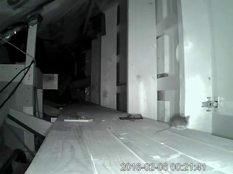 Mus fångad i råttfälla