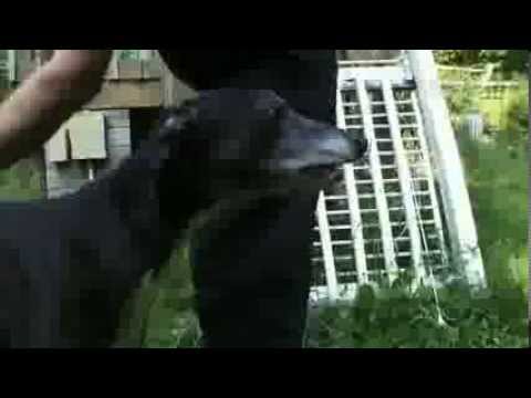 Dogs 101 - Greyhound