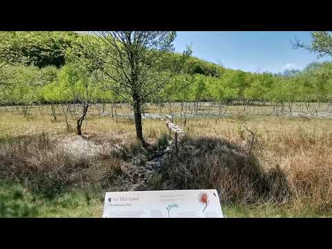 Tăul fără fund, mlaștina misterioasă cu plante carnivore din Țara Hațegului