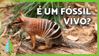 Miniatura do vídeo