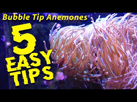 How to successfully keep Bubble Tip Anemones - 5 Easy tips for beginners
