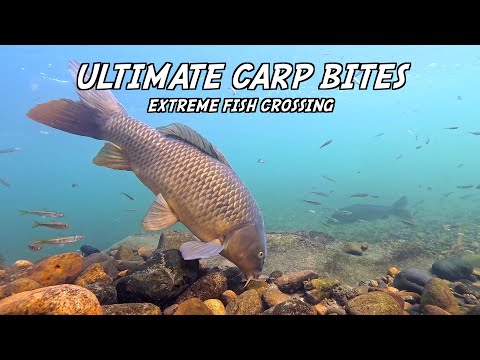 Ultimate Carp Bites Underwater