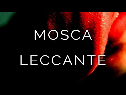 1224-IT Lucia, MOSCA LECCANTE - Ipnosi Esoterica ∞ Lucio Carsi