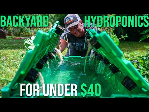 Backyard hydroponic system for under $40?