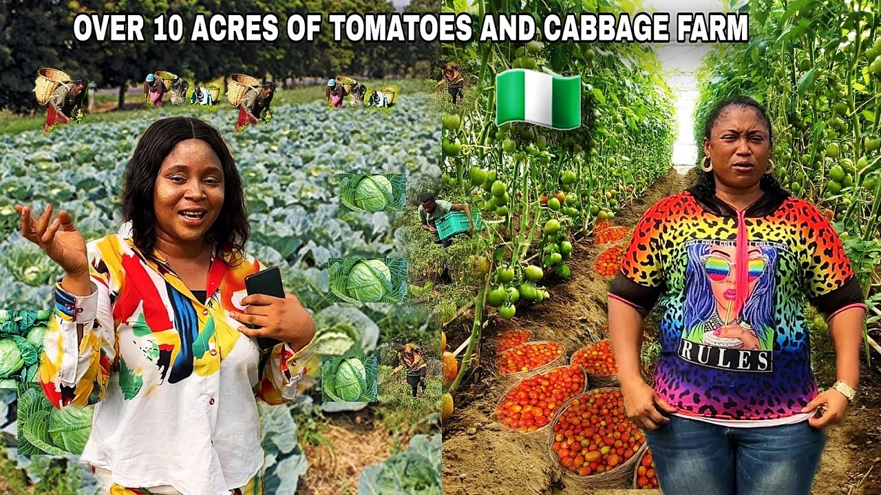 WEST AFRICA MILLIONAIRE BUILDING NIGERIA's BIGGEST FARM SHARES SECRETS TO FRUITFUL TOMATOES NURSERY