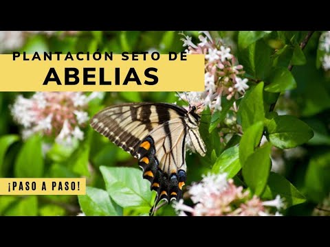 Plantación de seto de abelias - Bricomanía - Jardinatis