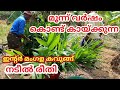 കവുങ്ങ് കൃഷി|നടീൽ രീതി|arecanut planting method|Inter mangala #arecanut plant#ക