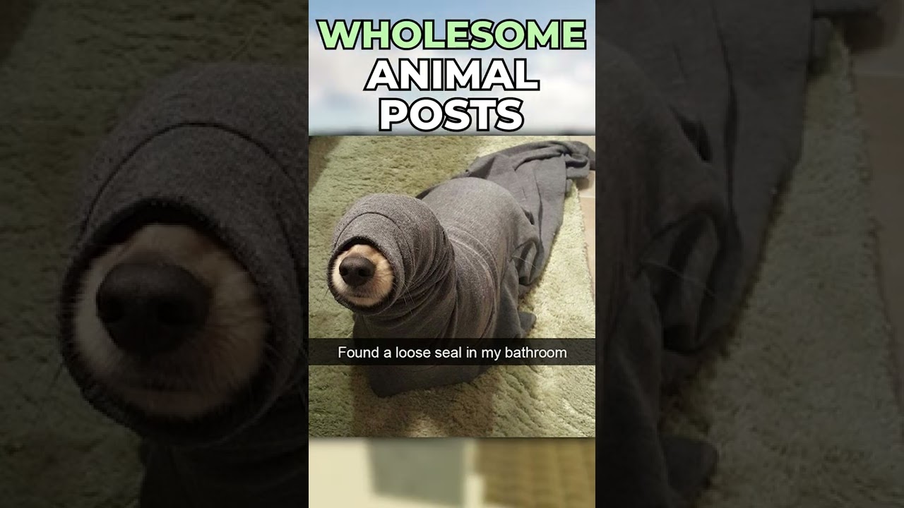 Wholesome Animal Posts