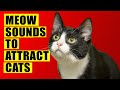 Meows To ATTRACT Cats Meow Sounds To Attract Cats Cats Meowing Sound Effects Kitten Sounds