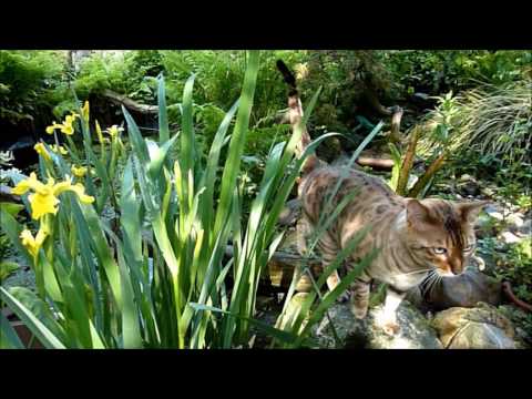 How to create a natural environment for Bengal cats.