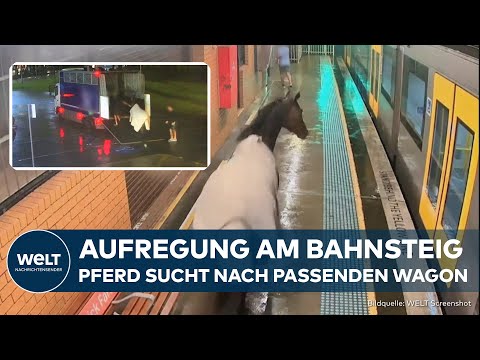 Video Thumbnail: SYDNEY: Ausgebüxtes Pferd taucht plötzlich auf Bahnsteig auf