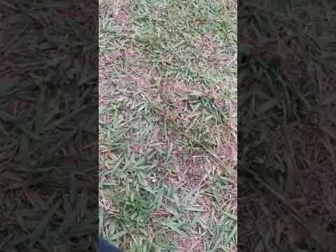 Cantique Perpignan Esther - Contigo