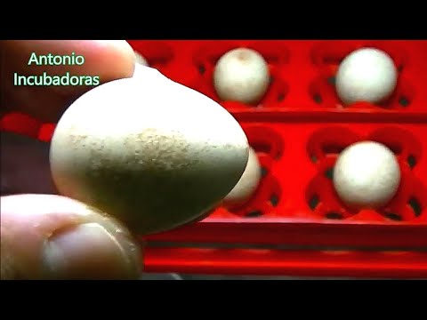 , title : 'Incubación de huevos de perdiz .'