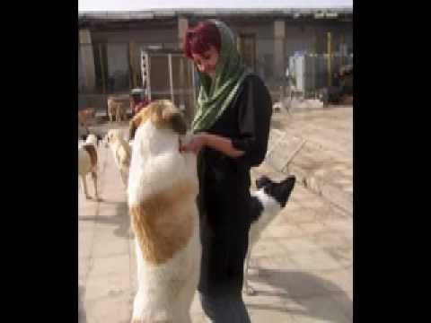 Vafa Animal Shelter - Puppies, Nazgol, Visitors, and more - Iran animals Nov 2010