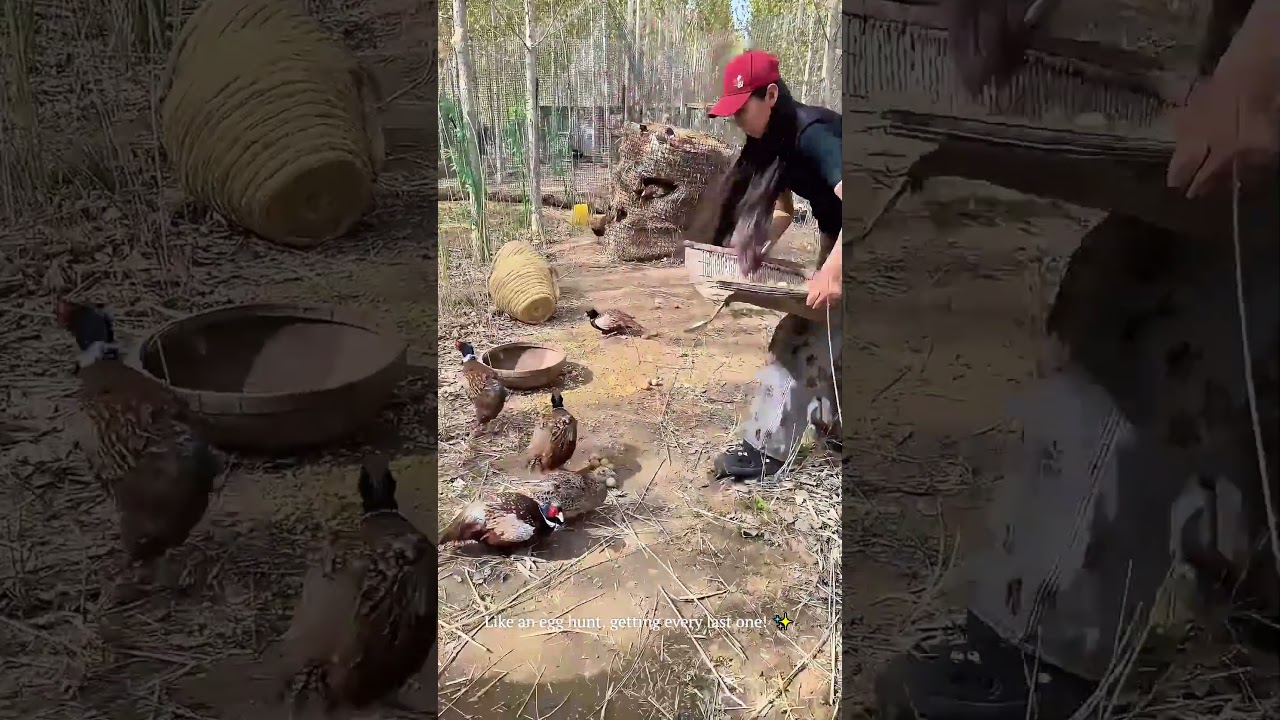 Forest mystery box! Easiest egg hunt ever! #farmlife #egghunt #wildlife