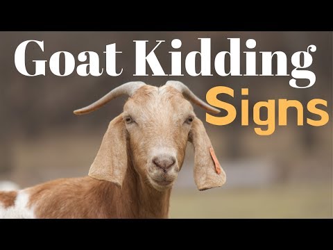 , title : 'How to Tell When Goats Are About to Kid'