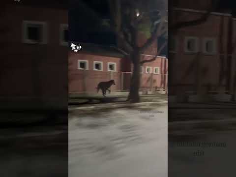 UN AGUARÁ GUAZÚ SORPRENDIÓ EN LAS CALLES DE CÓRDOBA #neahoy