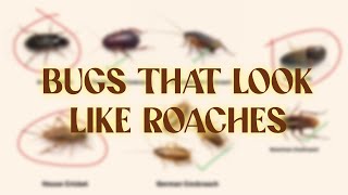 Bugs That Look Like Cockroaches, But Aren