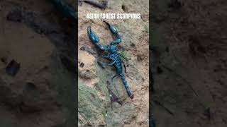 Download lagu Have you met an Asian Forest #scorpion while #hiking in the #jungles of #malaysia mp3