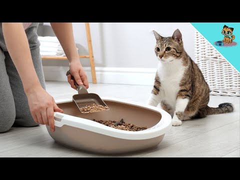 YouTube video about Uncovering the Mystery Behind Litter Box Issues