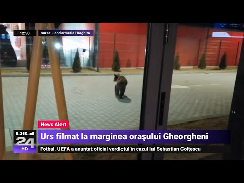 Urs filmat în zona industrială a orașului Gheorgheni - Digi24