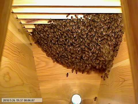 Life inside the beehive part 3 / Livet i bikupan del 3