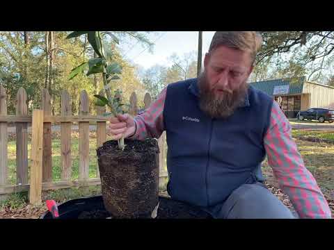 Planting Citrus in Containers
