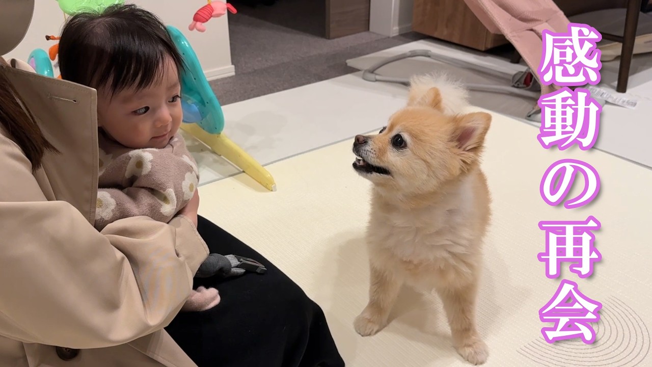 実家に帰省していた赤ちゃんとママ、久しぶりの再会を果たしたポメラニアンがこうなりました…