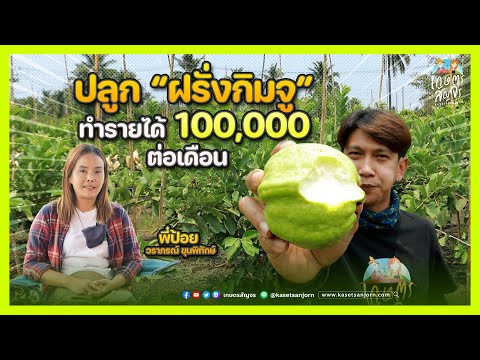 เผยทุกเคล็ดลับปลูก “ฝรั่งกิมจู” ให้มีรายได้หลัก 100,000 บาททุกเดือน | เกษตรสัญจร