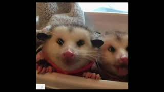 Spice Girls - Sleigh Ride