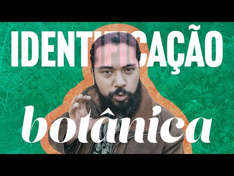 Os 4 passos da IDENTIFICAÇÃO BOTÂNICA - Guia da Floresta!