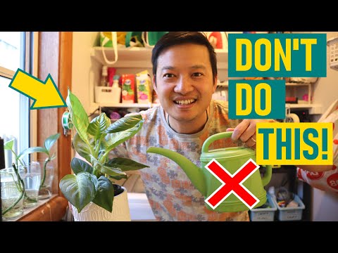 How to CORRECTLY Water Your Indoor Pot Plants! +Tips & Tricks