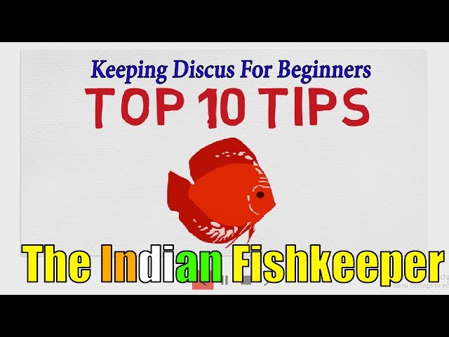 Top 10 Tips To Keep Discus With Ease | The Indian Fishkeeper